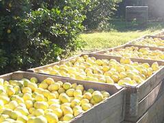 Certificación fitosanitaria electrónica: qué es y para que sirve el mecanismo que pusieron en marcha la UE y la Argentina