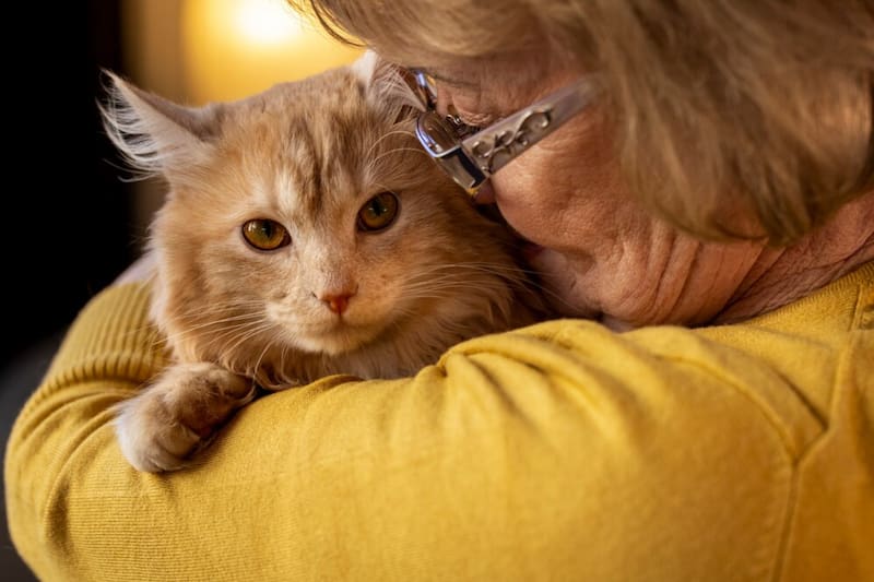 Si los cuidados son mejores, los gatos podrían tener una vida más larga respecto al promedio. Foto: Freepik.es.