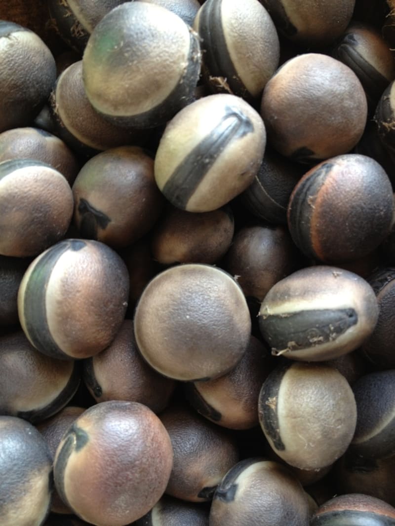 El ojo de venado, también llamada ojo de buey, es una semilla que se puede encontrar en África, India y América. Sirve como amuleto contra las malas energías y la envidia. Foto: Pinteres