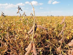 La soja vuelve a caer y opera cerca de los u$s 640 por tonelada