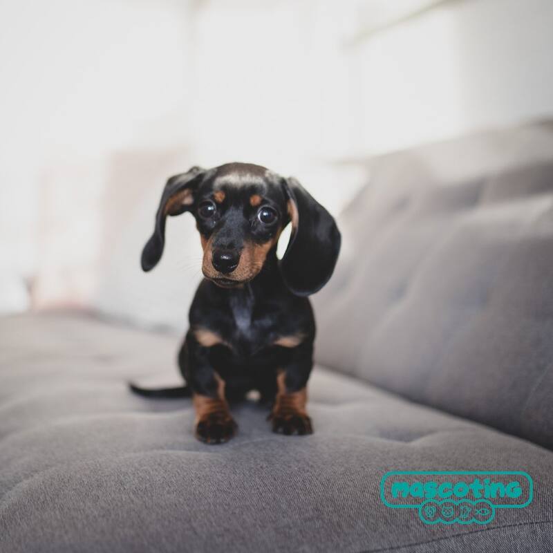 Mascoting abrirá el fin de semana próximo en Barcelona. (Foto: Instagram - @mascoting.es).