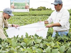 Soja: con un decreto, el Gobierno busca poner fin a la pelea entre Monsanto y los productores