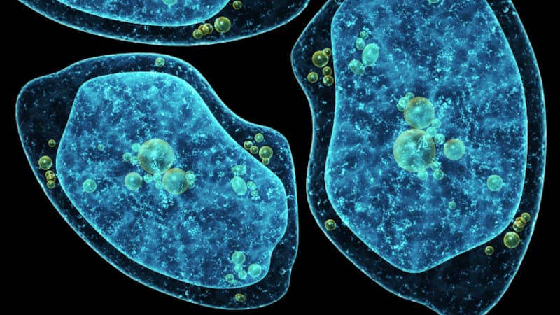 La "ameba comecerebros" no afecta a todos por igual. Se encuentra en agua dulce de lagos, ríos, y también en piletas.