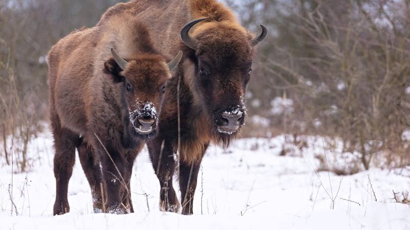 Los bisontes de Yellowstone, después de más de 120 años de conservación, ahora forman una supermanada genética.