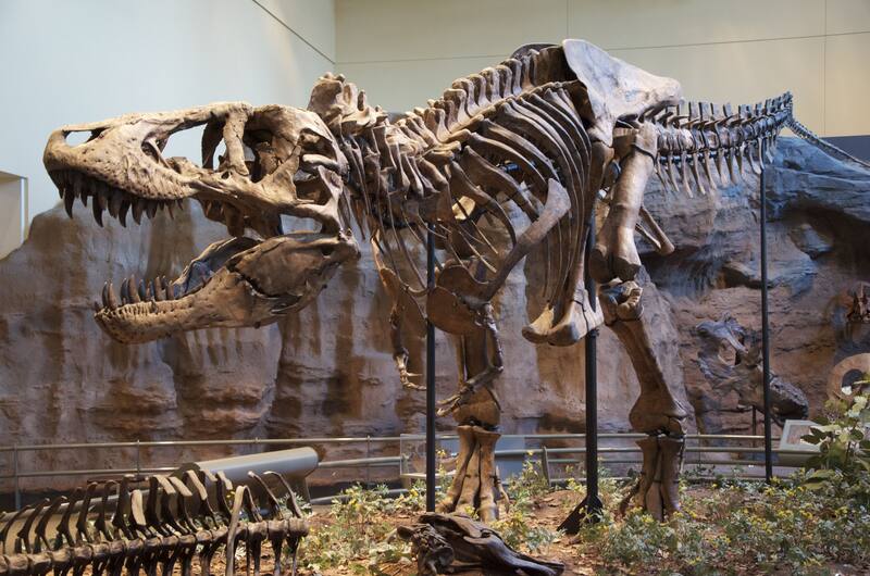 Esqueleto completo de Tiranosaurio Rex, situado en el Museo Carnegie de Historia Natural. (Foto: Wikimedia)