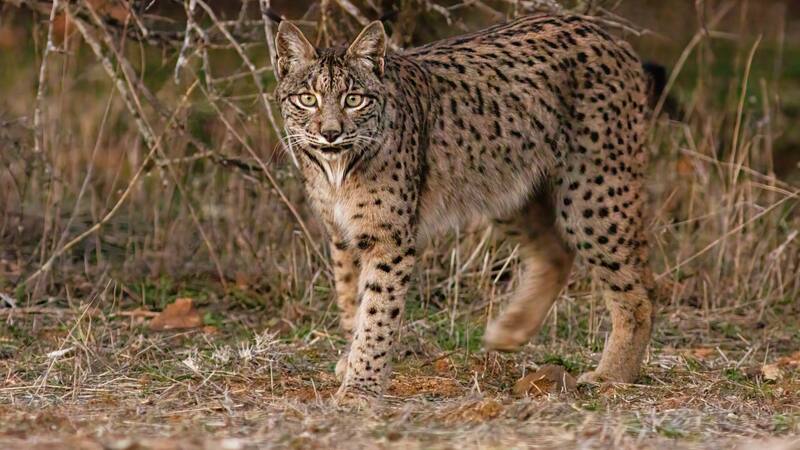 La creación de nuevas poblaciones en España refuerza la conectividad entre los linces y mejora su diversidad genética.