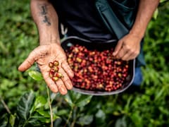 El pueblo mágico de Veracruz que ofrece uno de los mejores café del país y está rodeado de viveros llenos de orquídeas