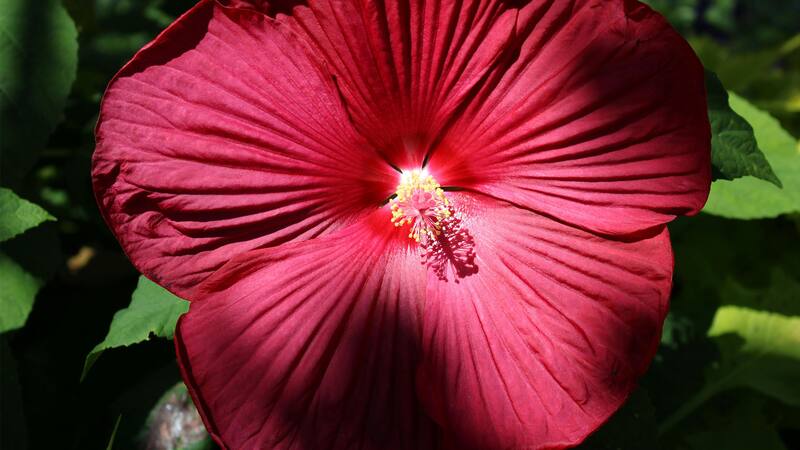 La flor de hibisco contiene sustancias relajantes que ayudan a combatir el estrés y a dormir mejor.