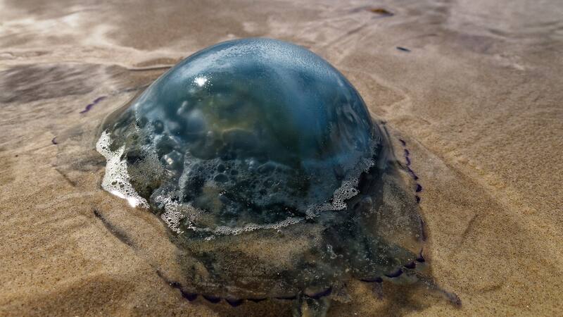 No te dejes engañar por su apariencia, estos animales marinos son los más peligrosos del mundo.