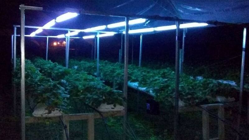 El sistema funciona al aplicarse de noche.