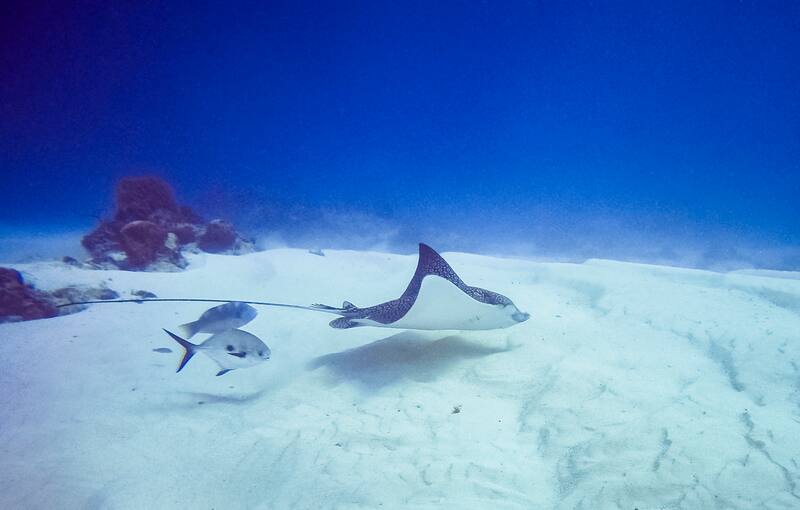 El descubrimiento arqueológico revela que los primeros animales en la Tierra ya presentaban asimetría corporal, una característica crucial para el desarrollo de organismos complejos. (Fuente: Matthew T Rader en Wikimedia Commons)