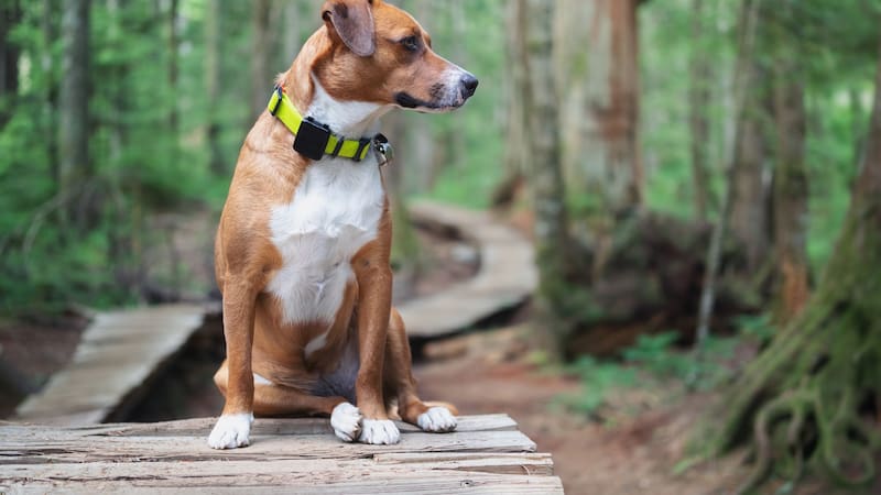 Cómo localizar a tu mascota con el móvil: cuatro apps para saber dónde está y evitar que se pierda.