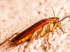 El animal que superó a las cucarachas como la especie más indestructible: no come ni bebe por 30 años y puede sobrevivir en el espacio