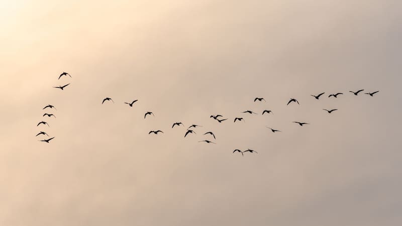 Este tipo de avistamientos refuerza la importancia de las áreas protegidas y la conservación de los hábitats naturales.