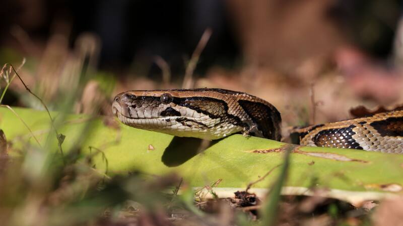 Conocé cómo se combatió la invasión de pitones de Birmania en Florida.