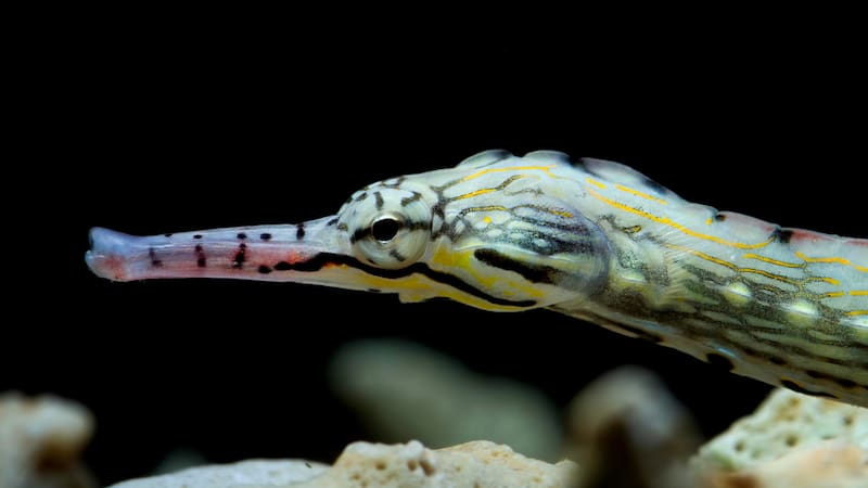 El animal habita en aguas tropicales y su veneno es considerado uno de los más potentes.