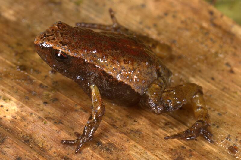 La rana fue bautizada como Noblella arutam en honor a un pueblo indígena de la zona. (Foto: Wikimedia)