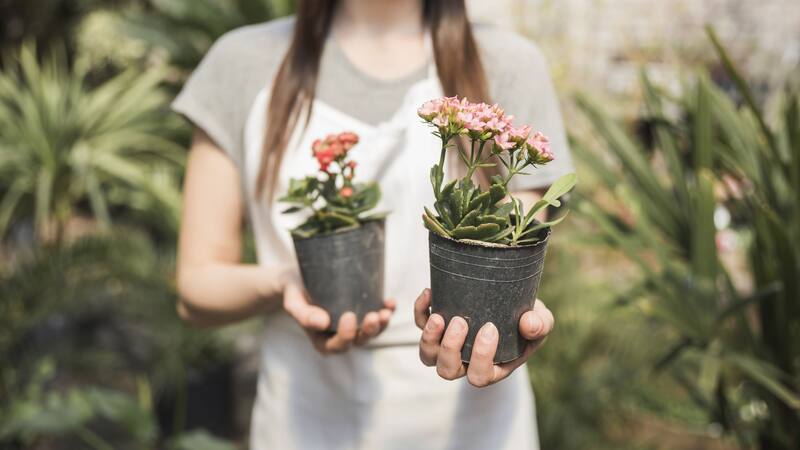 Rociar las plantas con la mezcla de canela y agua cada 15 días es suficiente para mantener su salud y vitalidad, sin saturarlas o crear un ambiente demasiado húmedo que podría favorecer enfermedades.