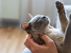 Día del Animal: por qué se celebra el 29 de abril