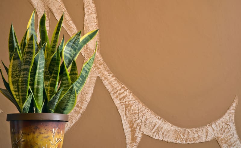 La resistencia de la lengua de suegra simboliza la resiliencia. (Fuente: Archivo)