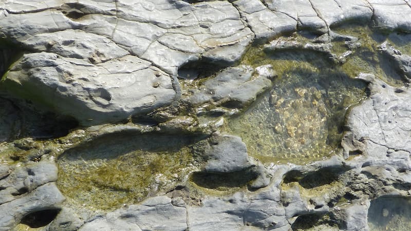 Encontraron más de 600 huellas de animales prehistóricos: algunas pertenecen a elefantes y jirafas que habitaron Europa hace 778.000 años.