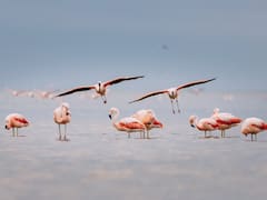Por qué visitar Miramar, cuna del flamenco austral y donde está el parque nacional más nuevo del país