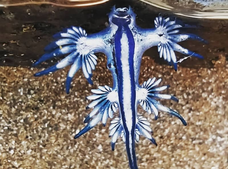 Dragón Azul. Foto: Instagram @taimesmitpellure.