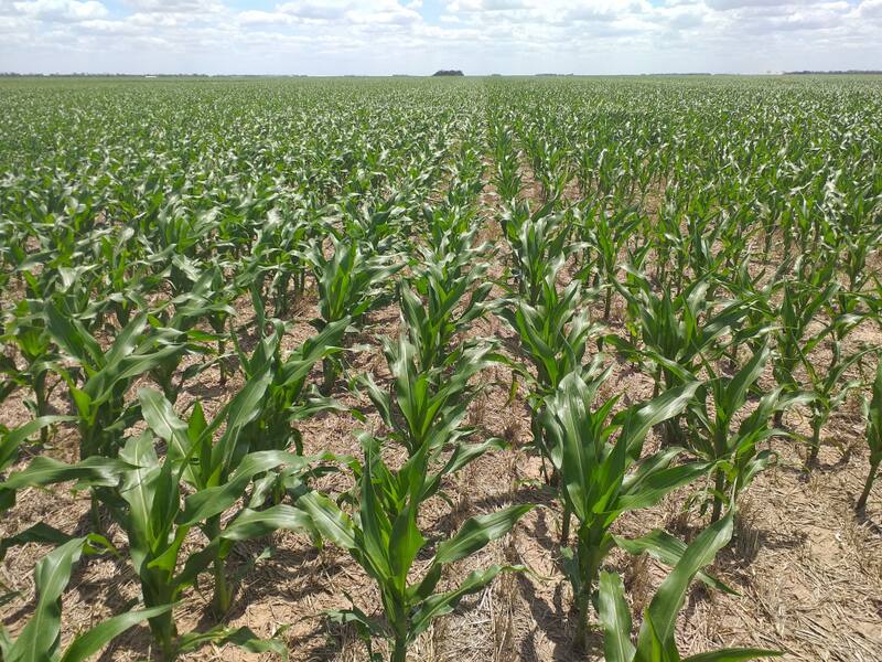 El sector agropecuario en Latinoamérica se convirtió en una de las principales regiones exportadoras de alimentos.