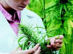 Fabricante de Corona invierte en productor de marihuana