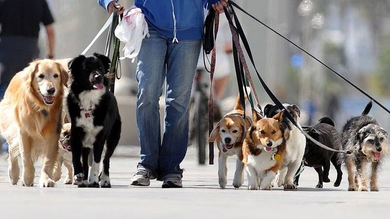 Seguro obligatorio de mascotas en España (foto: archivo).