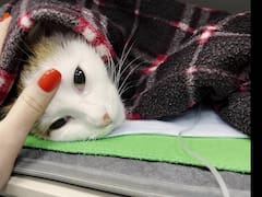 La enfermedad silenciosa que podría estar matando lentamente a tu gato y no lo sabes: cómo descubrirla a tiempo