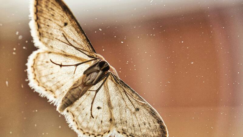 Adiós polillas: el potente producto de Mercadona que eliminará a esta plaga por menos de 2 euros.