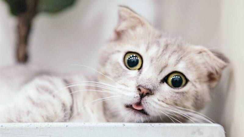 La ciencia descubrió por qué ronronean los gatos. Fuente: archivo