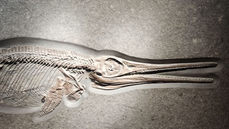 El país europeo que descubrió los restos de un monstruo marino que vivió hace 200 millones de años.