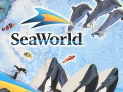 SeaWorld en problemas financieros, por críticas a sus shows con Orcas