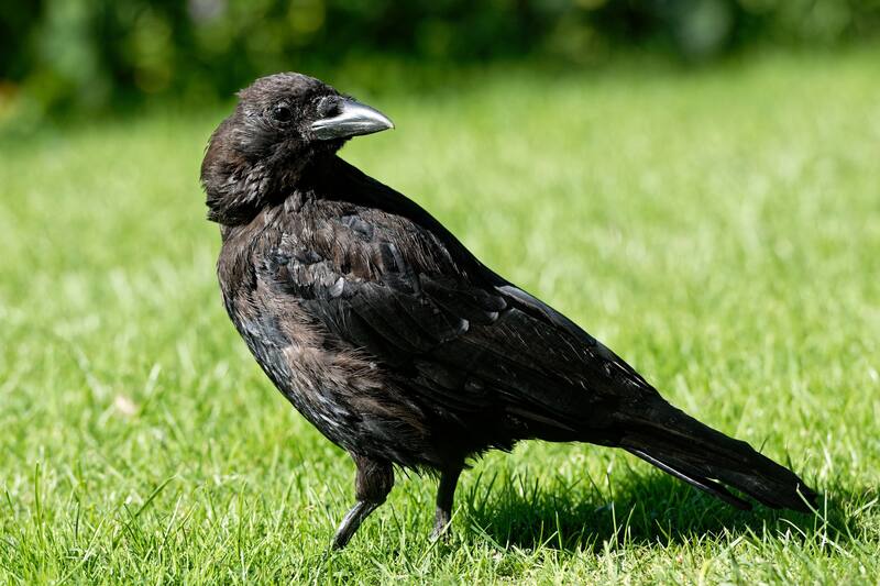 Dos cornejas negras demostraron habilidades geométricas sorprendentes en un experimento científico. (Foto: Wikimedia Commons - Marie-Lan Tay Pamart)