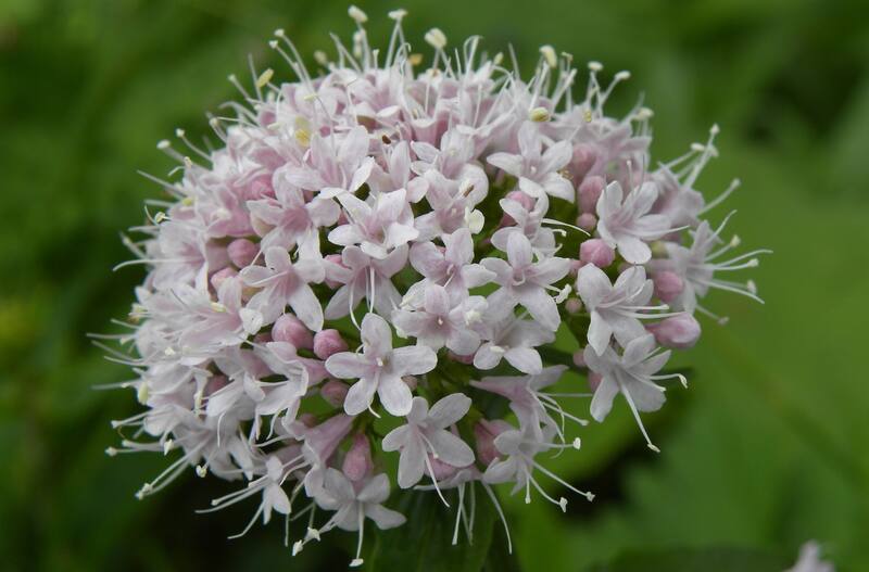 Si sufres insomnio o problemas para dormir puedes recurrir a remedios naturales que ofrecen múltiples beneficios. (Imagen: archivo)