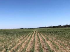 Las cinco medidas del gobierno de Orsi para amortiguar el impacto del défciti hídrico