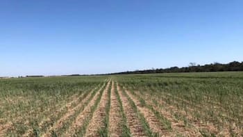 Las cinco medidas del gobierno de Orsi para amortiguar el impacto del défciti hídrico