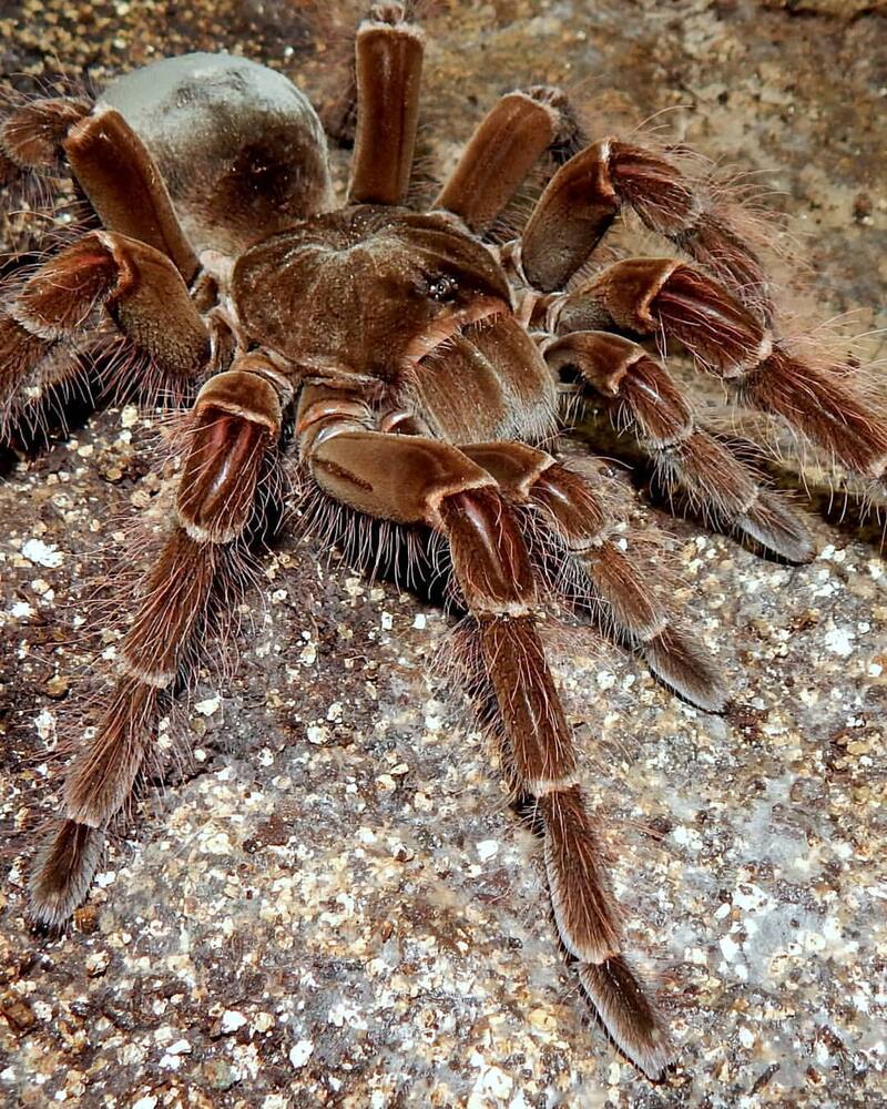 La tarántula Goliat habita en las selvas tropicales del norte de América del Sur, específicamente en países como Venezuela, Brasil y Guyana. Foto: Instagram @clasearachnida