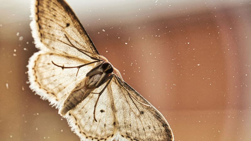 Las polillas pueden dañar ropa, comida y muebles.