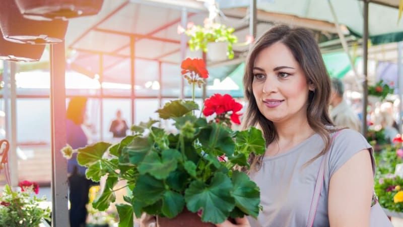 Las plantas ayudan a transmutar energías negativas en positivas en el entorno.