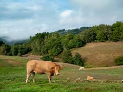 El encantador pueblito de Galicia con menos de 1000 habitantes: ofrecen los mejores mariscos y vinos de la región