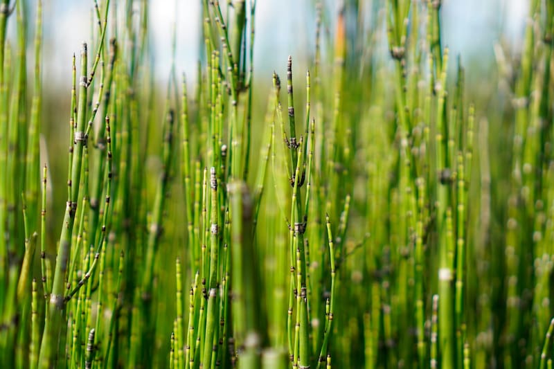 La infusión de cola de caballo se utiliza tradicionalmente para tratar edemas y retención de líquidos. (Foto: Unsplash)