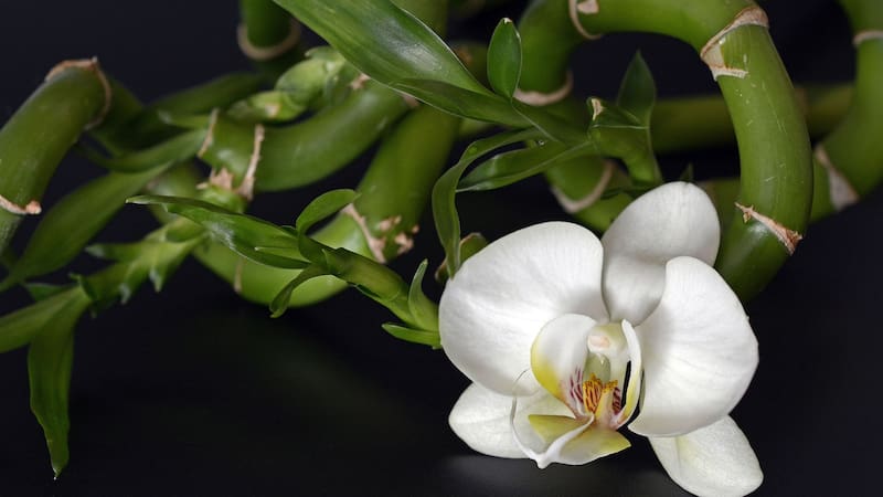 El Feng Shui cree que ciertas plantas tienen propiedades energéticas que pueden ayudar a atraer el amor a la vida de una persona.