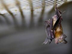 NeoCov: el nuevo virus de China, mortal y que esquiva las vacunas, ¿cuáles son los síntomas?