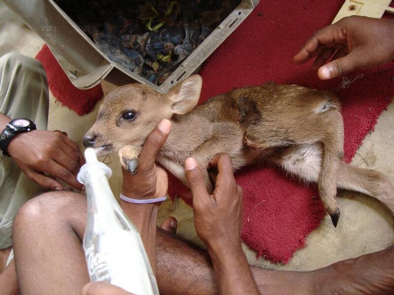 Así tratan a los ciervos porcinos en Sri Lanka (Fuente: Sociedad para la Conservación de la Vida Silvestre de Galle).