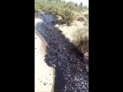 Un derrame de petróleo en Río Negro preocupa al Gobierno: producirá "un impacto serio" en el ambiente