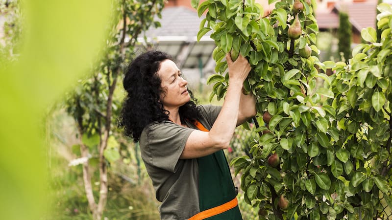 Platón consideraba esta fruta esencial para la salud mental y física, reflejando su importancia histórica.