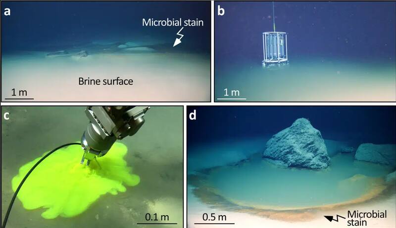 Encuentran "piscinas de la muerte" escondidas en el Mar Rojo. Fuente: Archivo